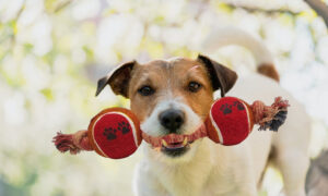 Ball with Cotton Rope Toy