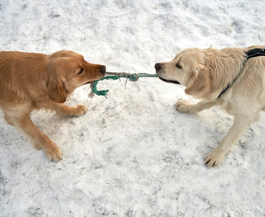 a two golden retrievers playing tug of war on a snow covered ground