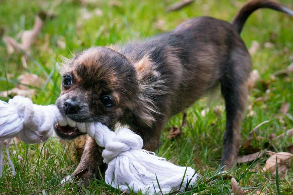 brown puppy biting rope