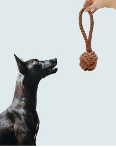 rope toy